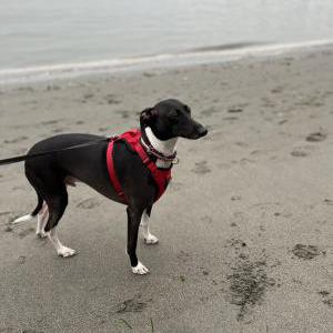 Lost Dog Luther