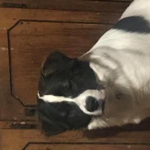 Lost Dog Panda
