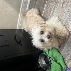 Lost Dog Sochi