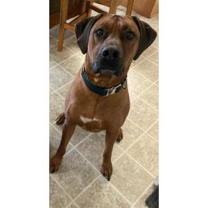 Lost Dog LoveGood