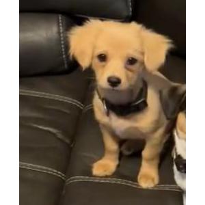 Lost Dog Canelo