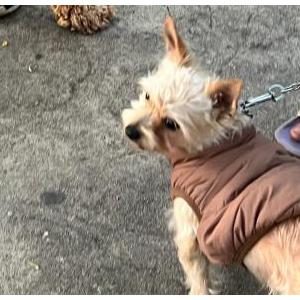 Lost Dog Miklo