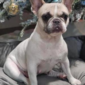 Lost Dog Leah