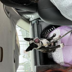 Lost Dog Benson