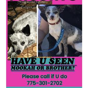 Lost Dog Mookah