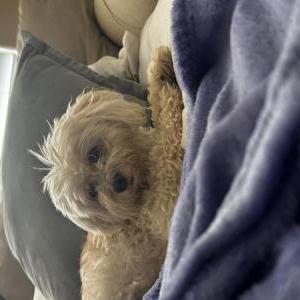 Lost Dog Coco