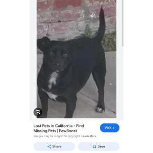 Lost Dog Blackie