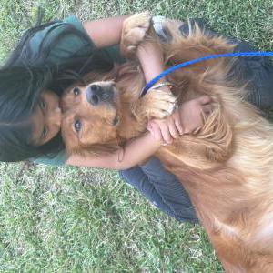 Lost Dog max gallego