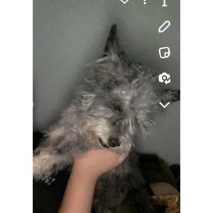 Lost Dog Luna