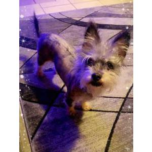 2nd Image of Luna, Lost Dog