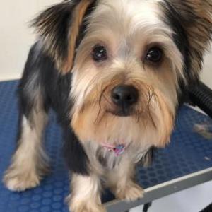 Lost Dog Lexi