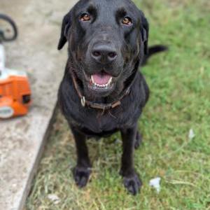 Found Dog Unknown