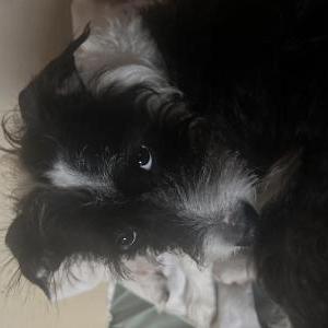 Lost Dog Rocko