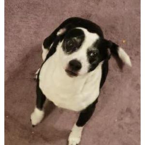 Lost Dog Pande