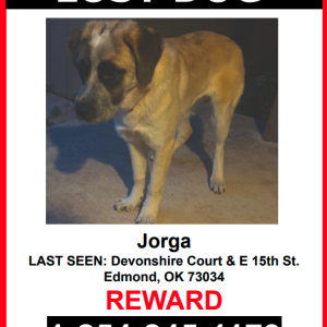 Lost Dog Jorga J