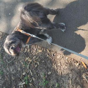 Lost Dog Maxwell