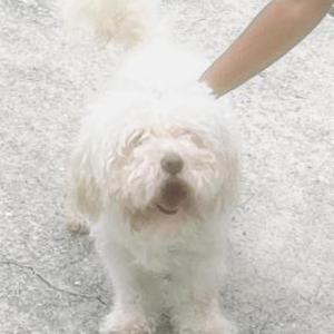 Lost Dog Chance