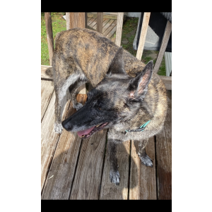 Lost Dog Bailey