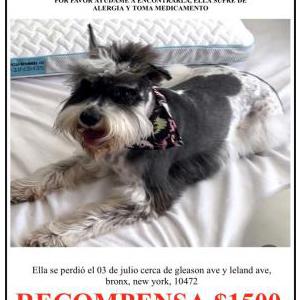 Lost Dog Chanel