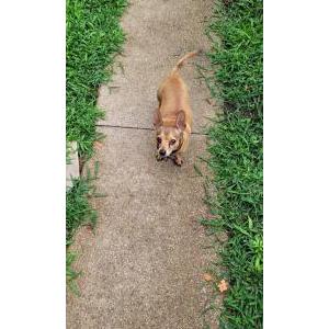 Lost Dog Buster Brown