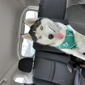 Lost Dog Arrow