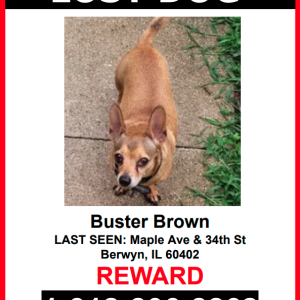 Lost Dog Buster Brown