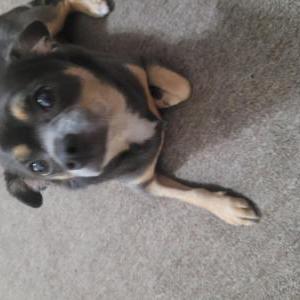 Lost Dog Moca