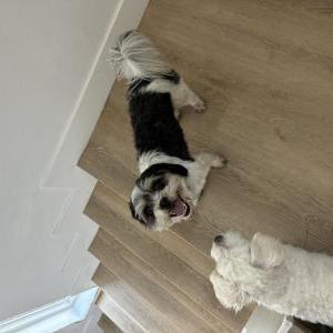 Found Dog Unknown