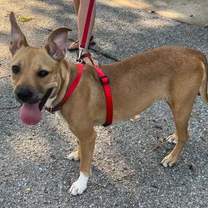 Found Dog Unkown