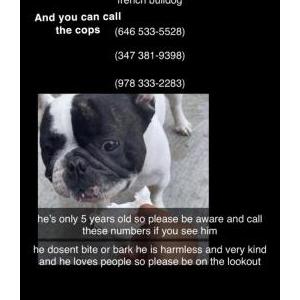 Lost Dog Rex
