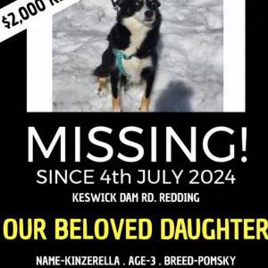 Lost Dog Kinzerella