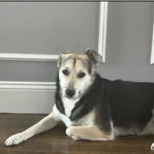 Lost Dog Olive