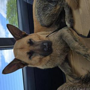 Found Dog Unknown