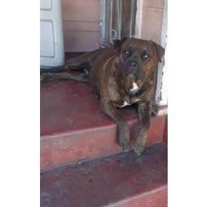 Lost Dog brigit