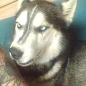 Found Dog Unknown