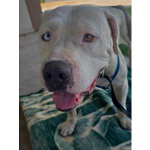 Found Dog Unknown
