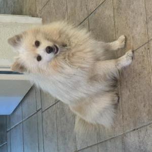 Found Dog Unknown