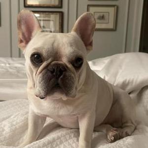 Lost Dog Minni