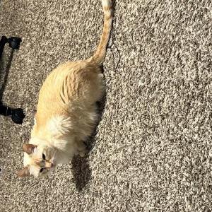Image of Arthur, Lost Cat