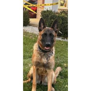 Lost Dog Sadie