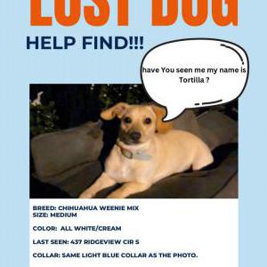 Lost Dog Tortilla