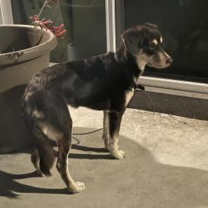 Found Dog Unknown