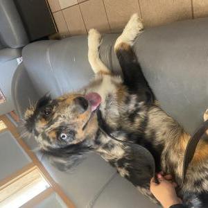 Found Dog Unknown