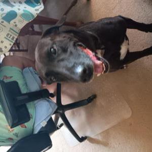Found Dog Unknown