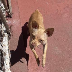 Found Dog Unknown