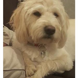 Lost Dog Billy