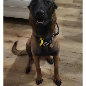 Lost Dog Bella