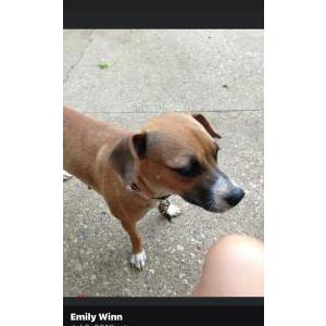 Lost Dog Baby Girl