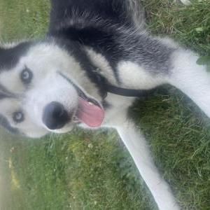 Lost Dog Yami (yah-me)