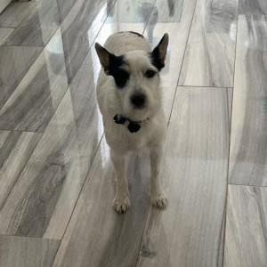 Lost Dog Charlotte